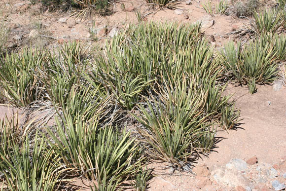  Agave schottii